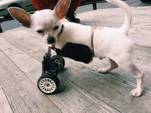 perrito con prótesis de ruedines para poder moverse