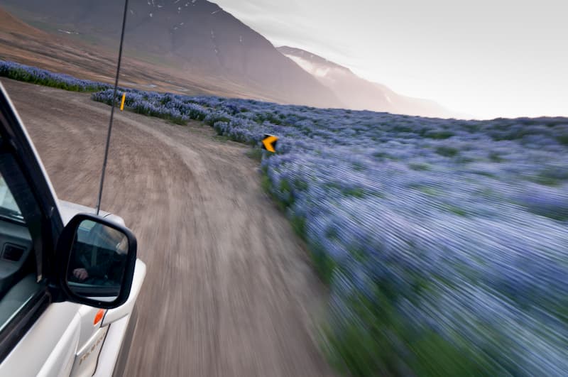 Un coche en la carretera con lavanda