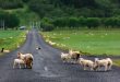 Sheeps on icelandic road