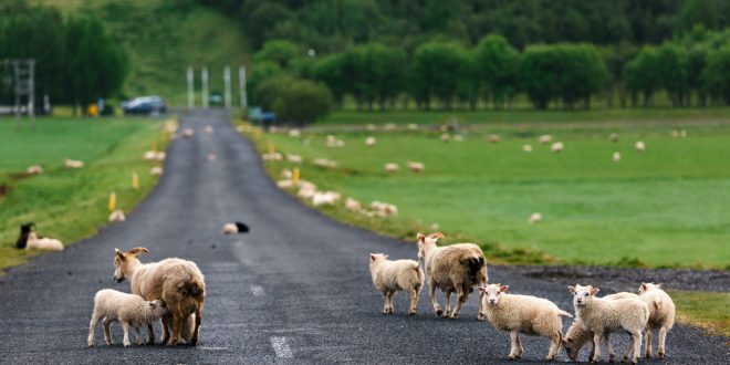 Sheeps on icelandic road