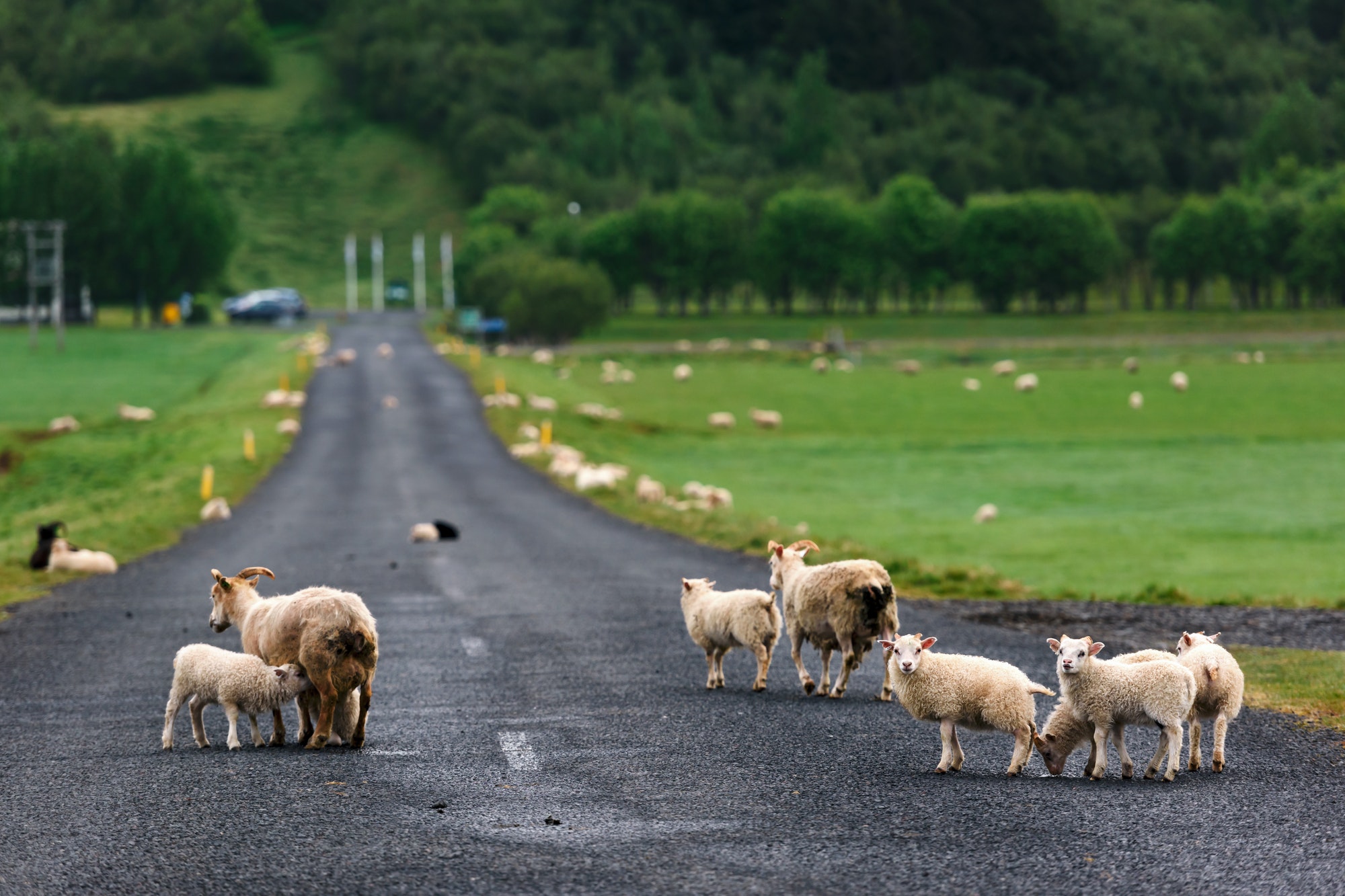 Sheeps on icelandic road