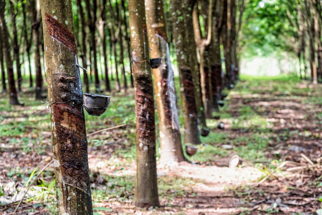 Sustancia extraída de un árbol usada en neumáticos: qué es el caucho