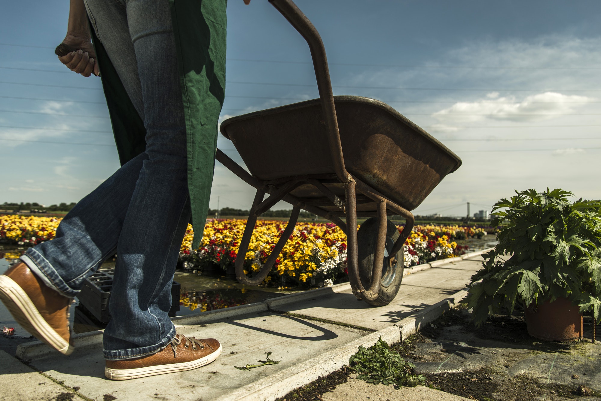 Woman pushing wheelbarrow at a nursery