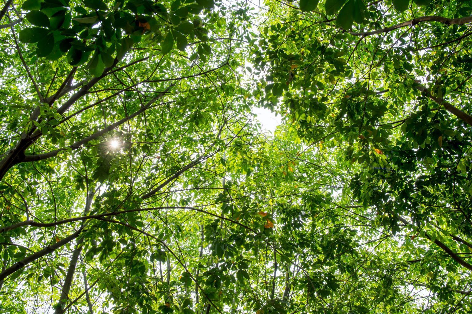 Sustancia extraída de un árbol usada en neumáticos: qué es el caucho