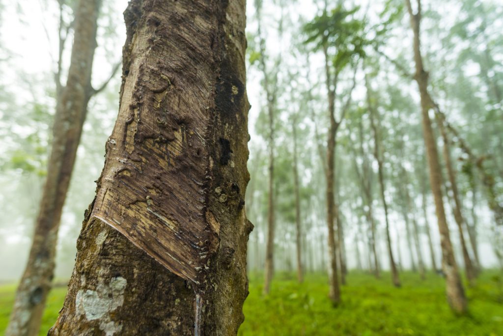 Sustancia extraída de un árbol usada en neumáticos: qué es el caucho