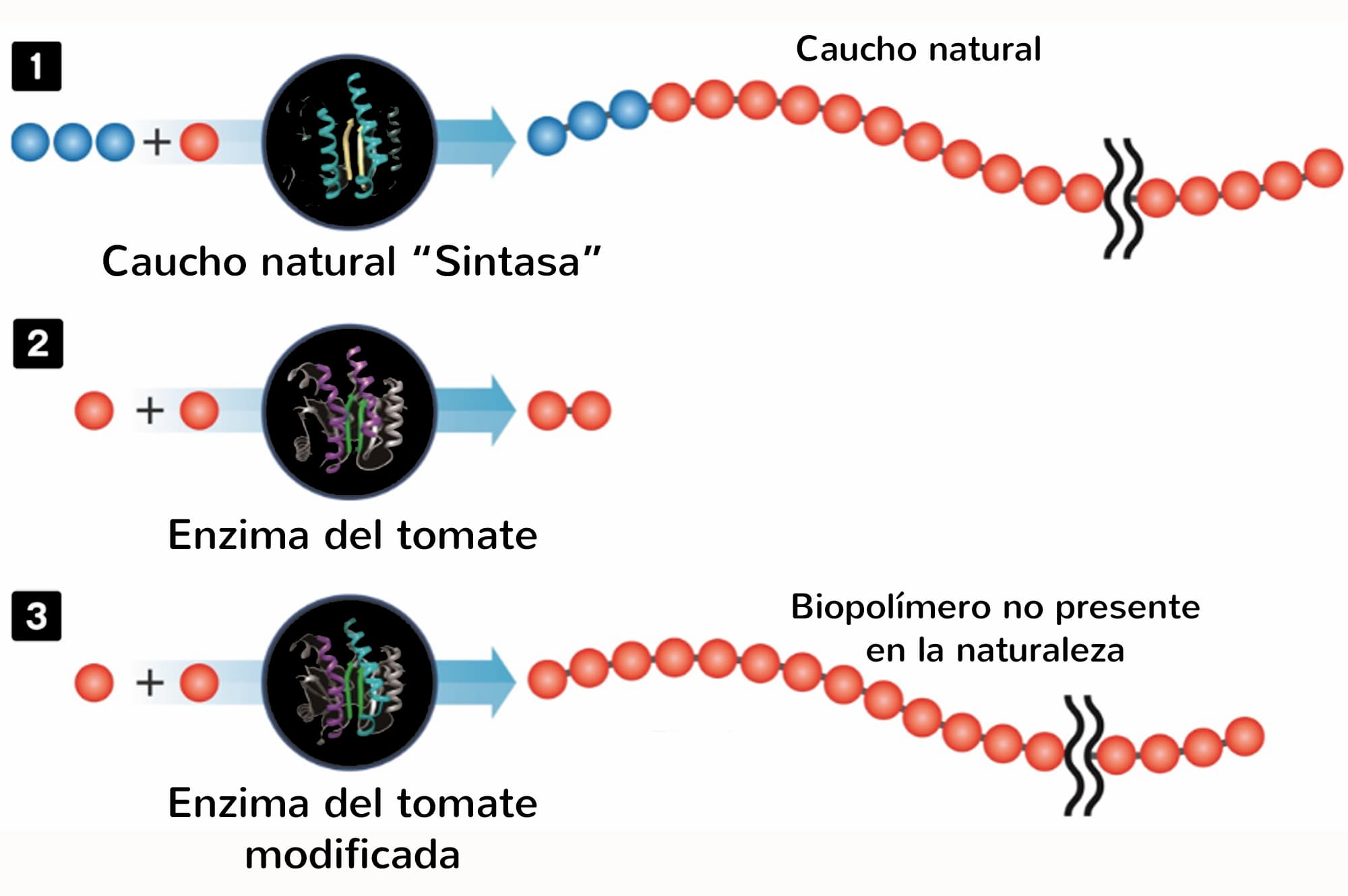 Enzimas del tomate para hacer neumáticos