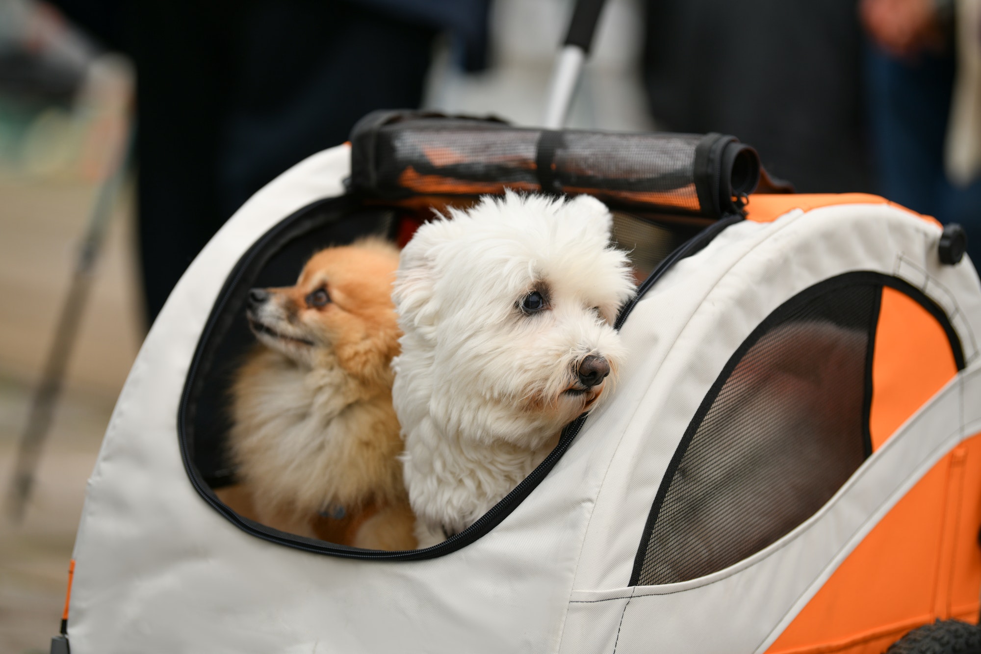 Útiles consejos para viajar con el perro en el auto