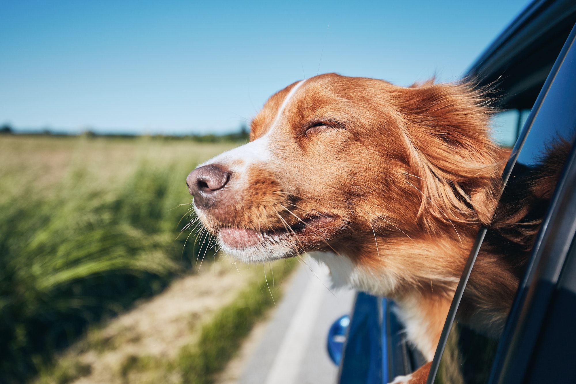 Remolques para perros