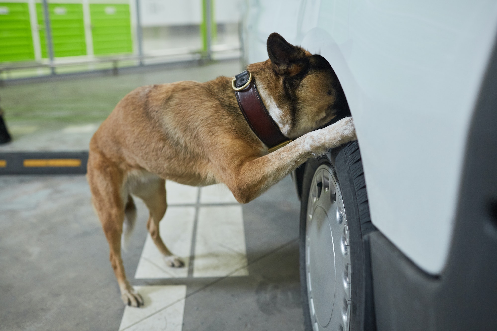 ¿Por qué los perros orinan en las ruedas de los coches