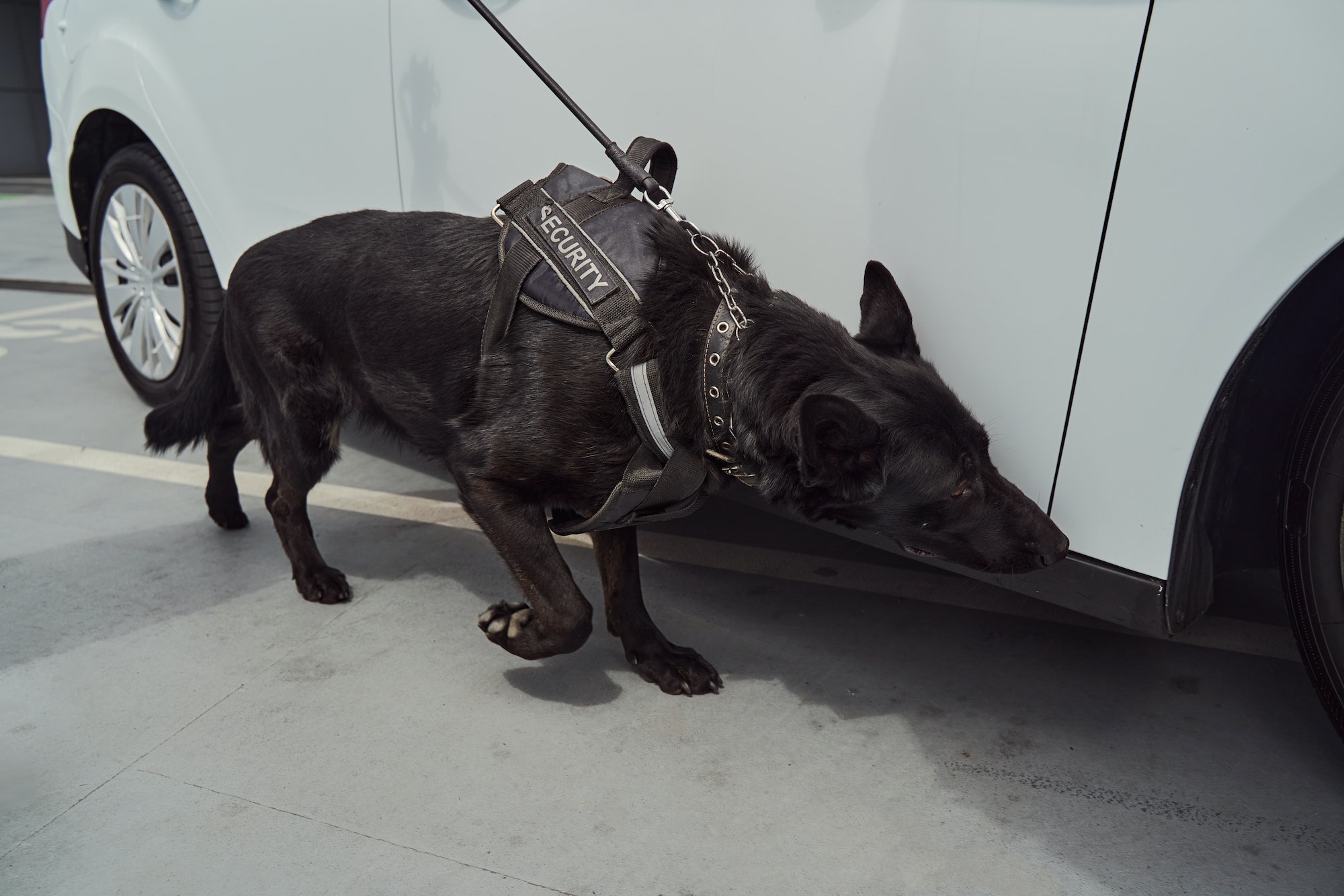 ¿Por qué los perros orinan en las ruedas de los coches?