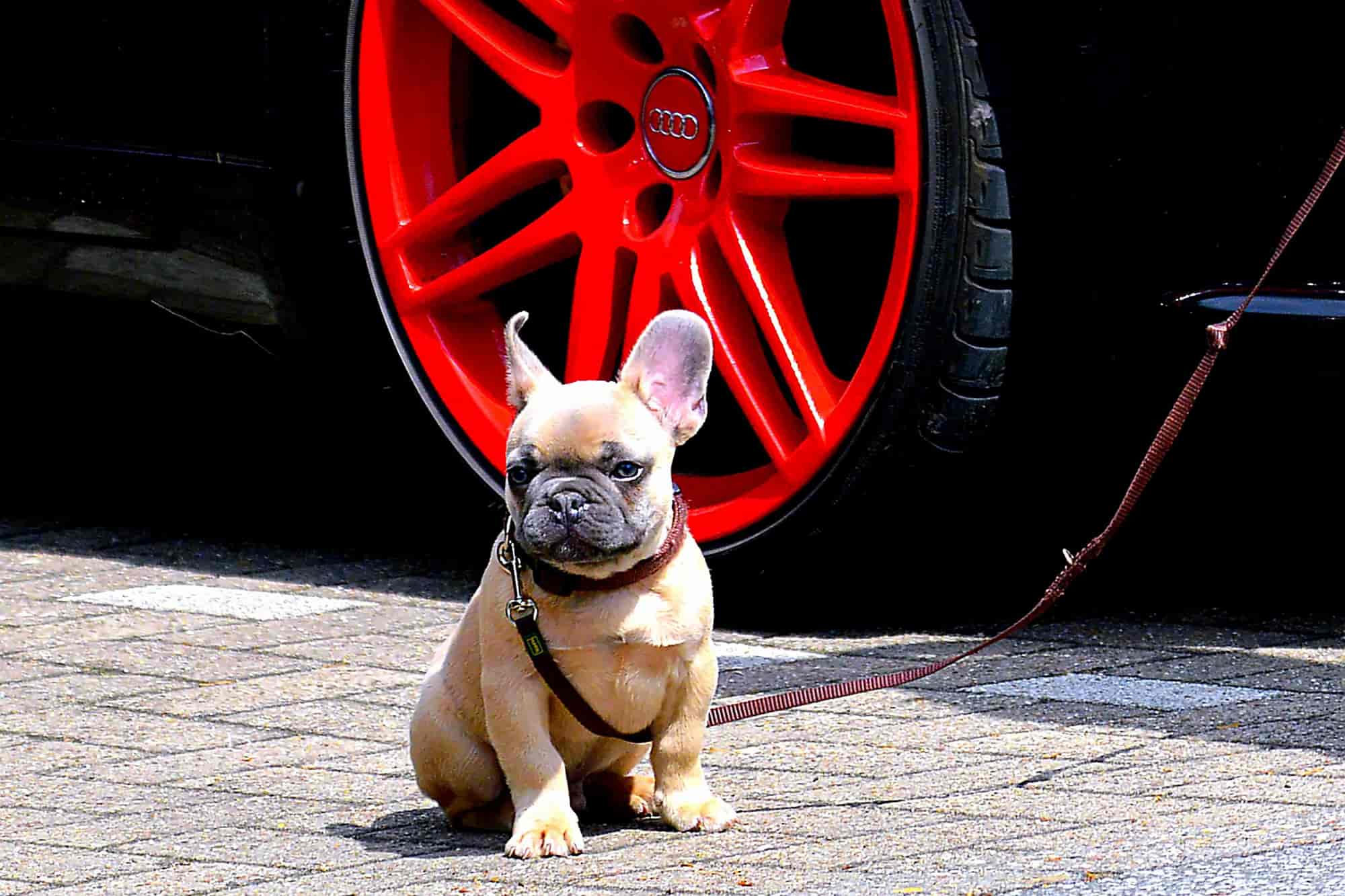 ¿Por qué los perros orinan en las ruedas de los coches