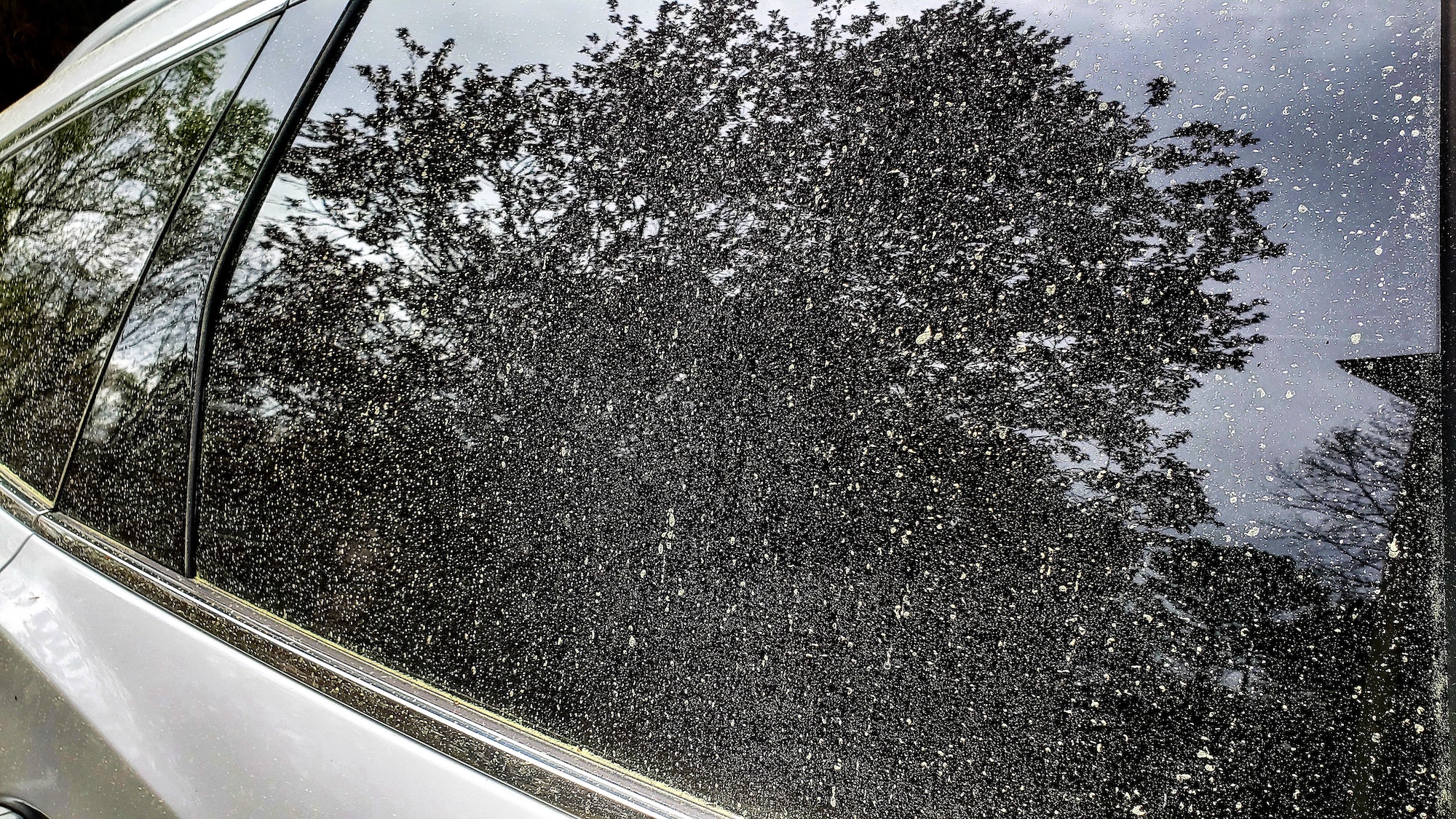 Coches, nunca aparques bajo estos árboles en primavera: lo encontrarás lleno de polen