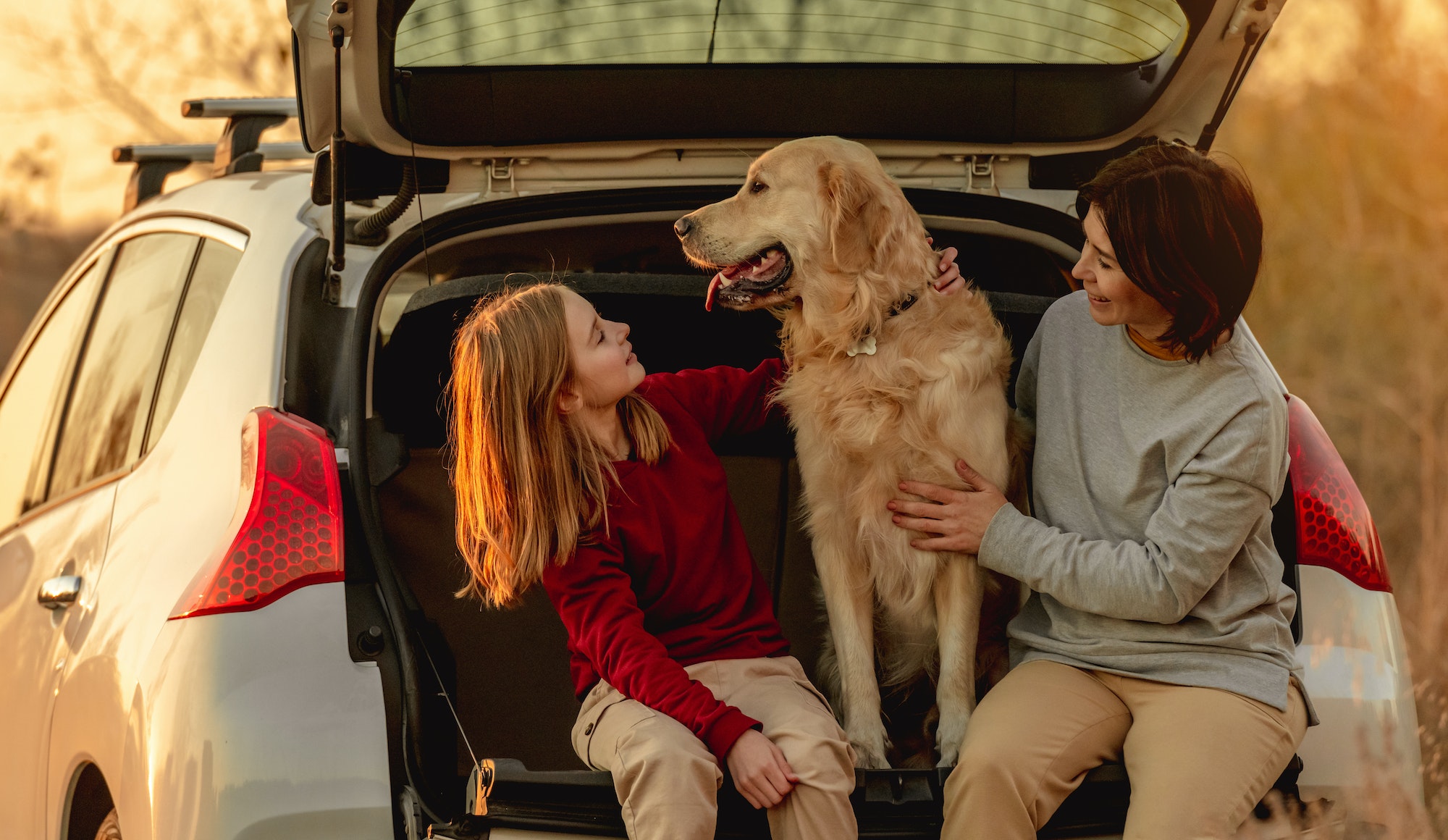 Cómo viajar con un perro en el coche