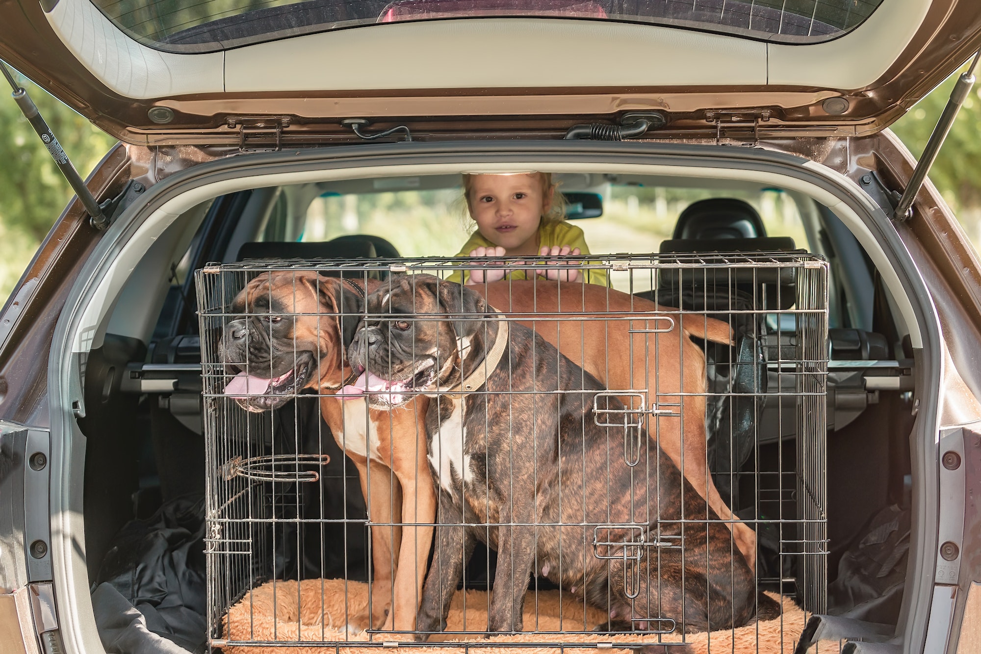 Cómo viajar con un perro en el coche