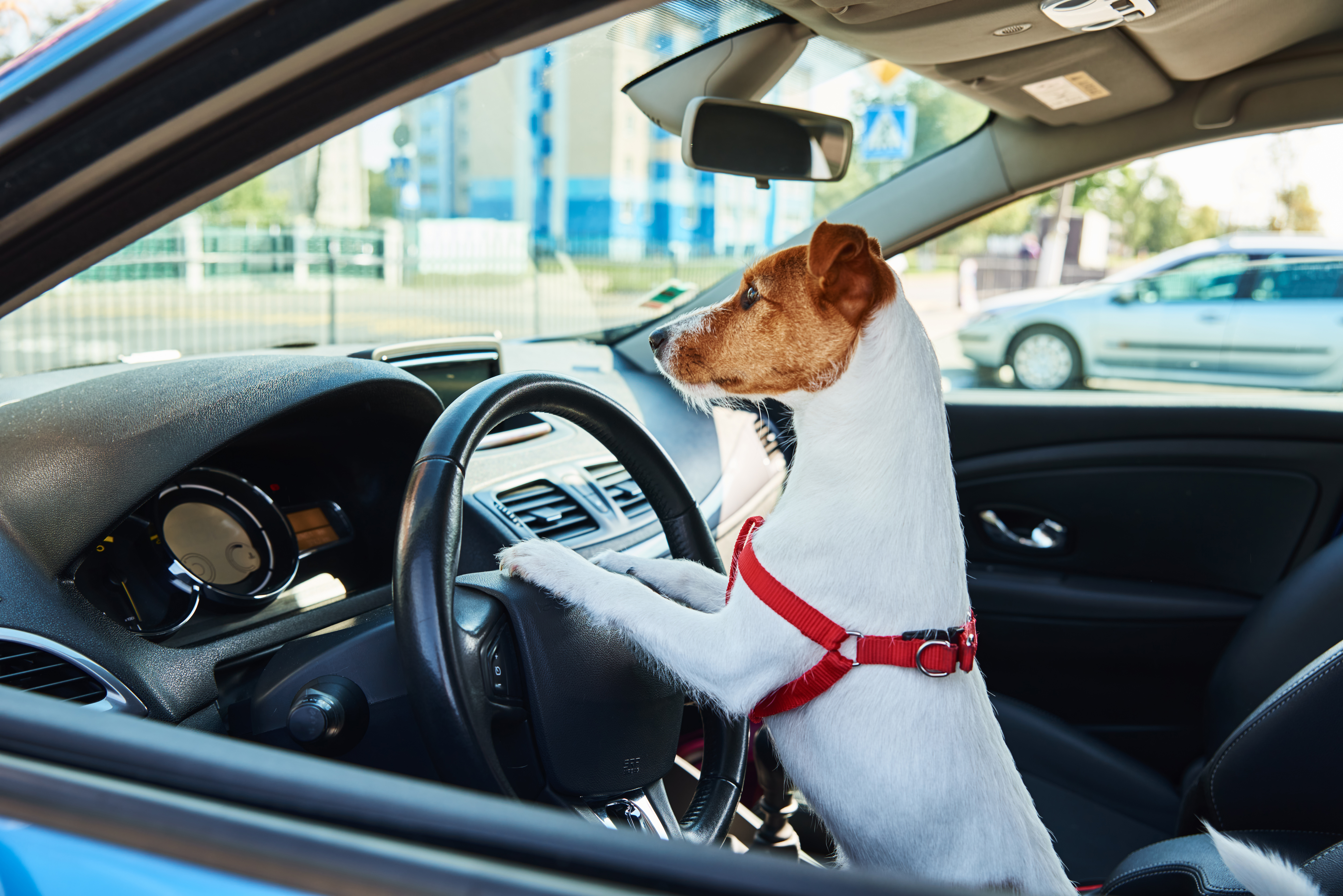 Nunca dejes a tu mascota en el coche